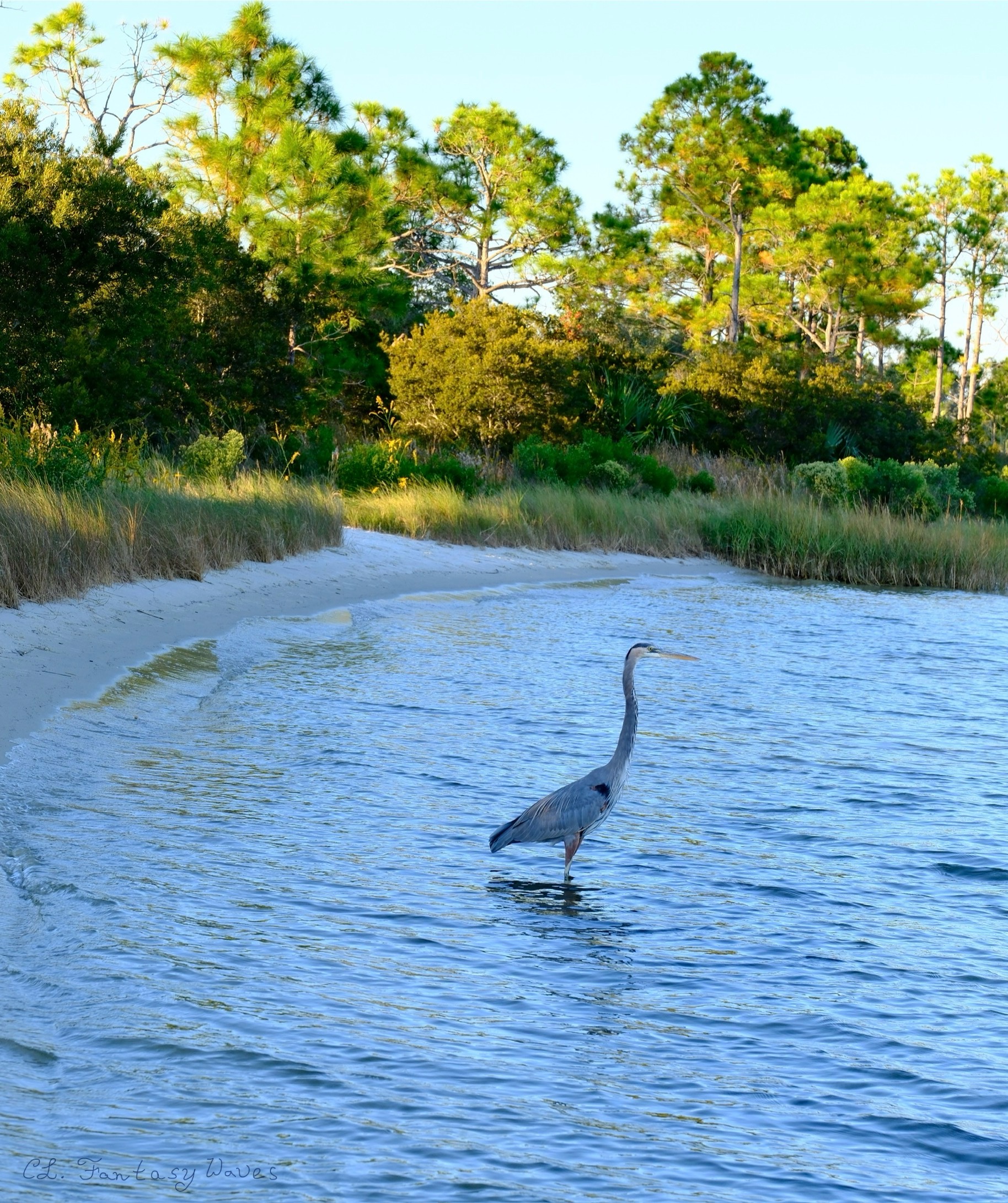 Image of a heron in coastal waters near shore
